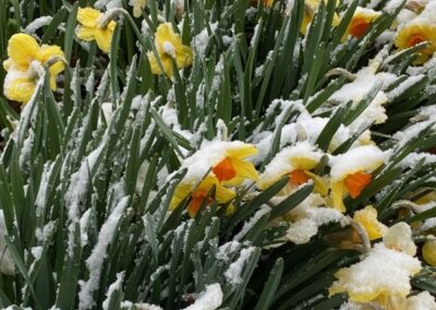 daffodils in snow