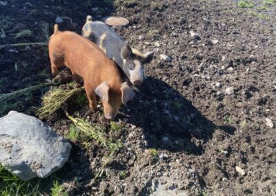 piglets