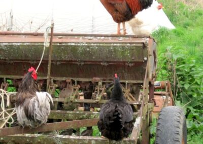 chickens