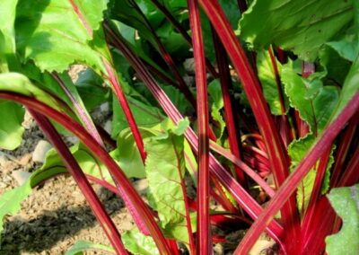 beets