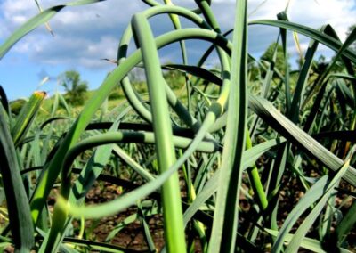 garlic scapes