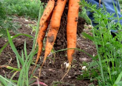 carrots