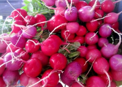 radishes