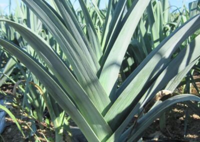 leeks