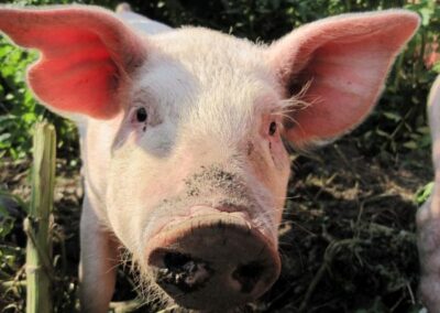 pig