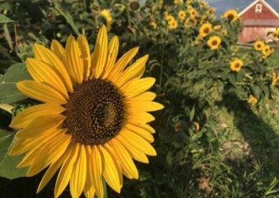 sunflowers