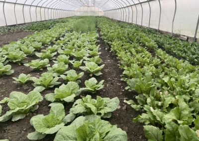 greenhouse