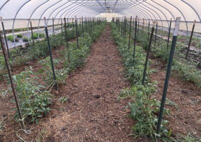 greenhouse